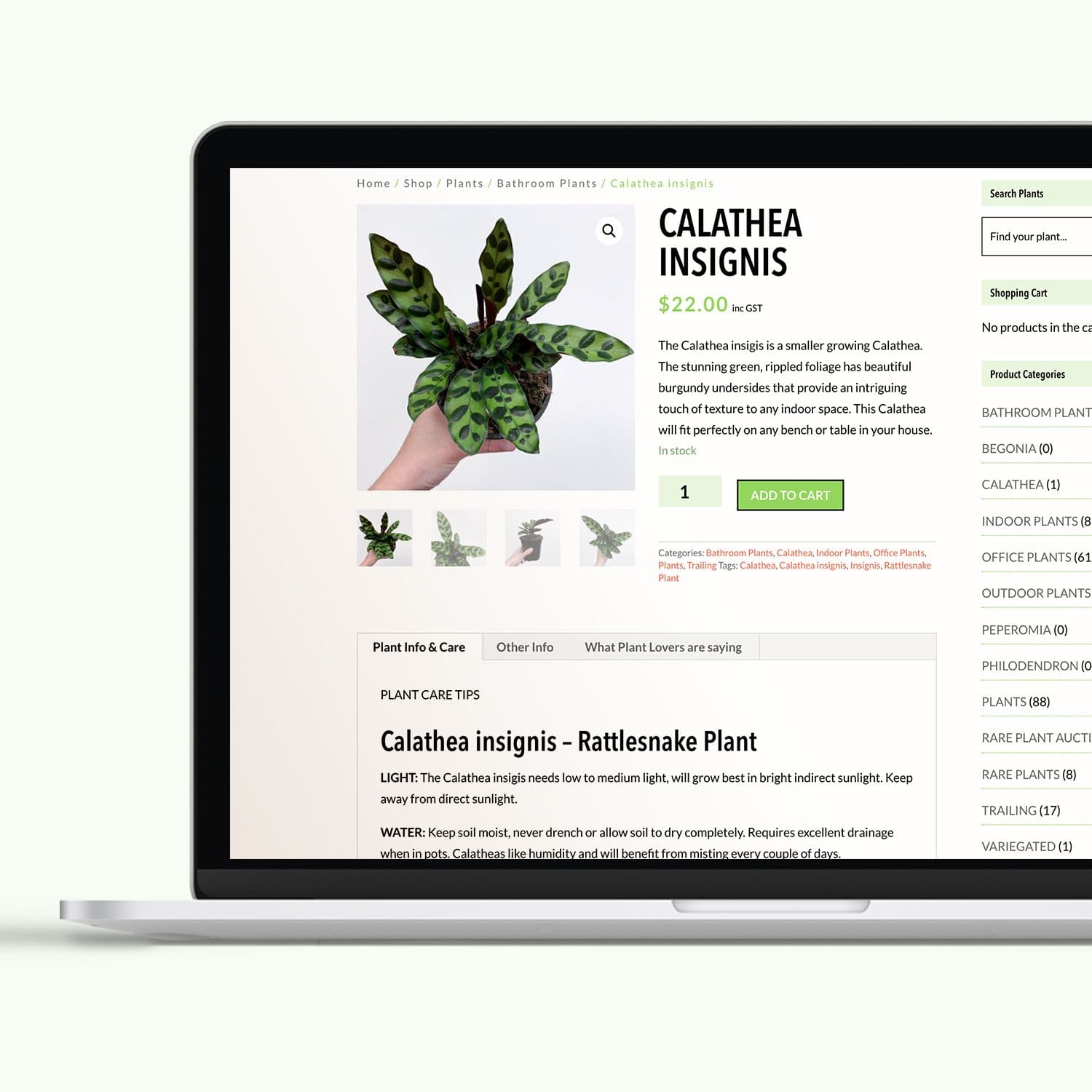Growing an eCommerce boutique plant brand