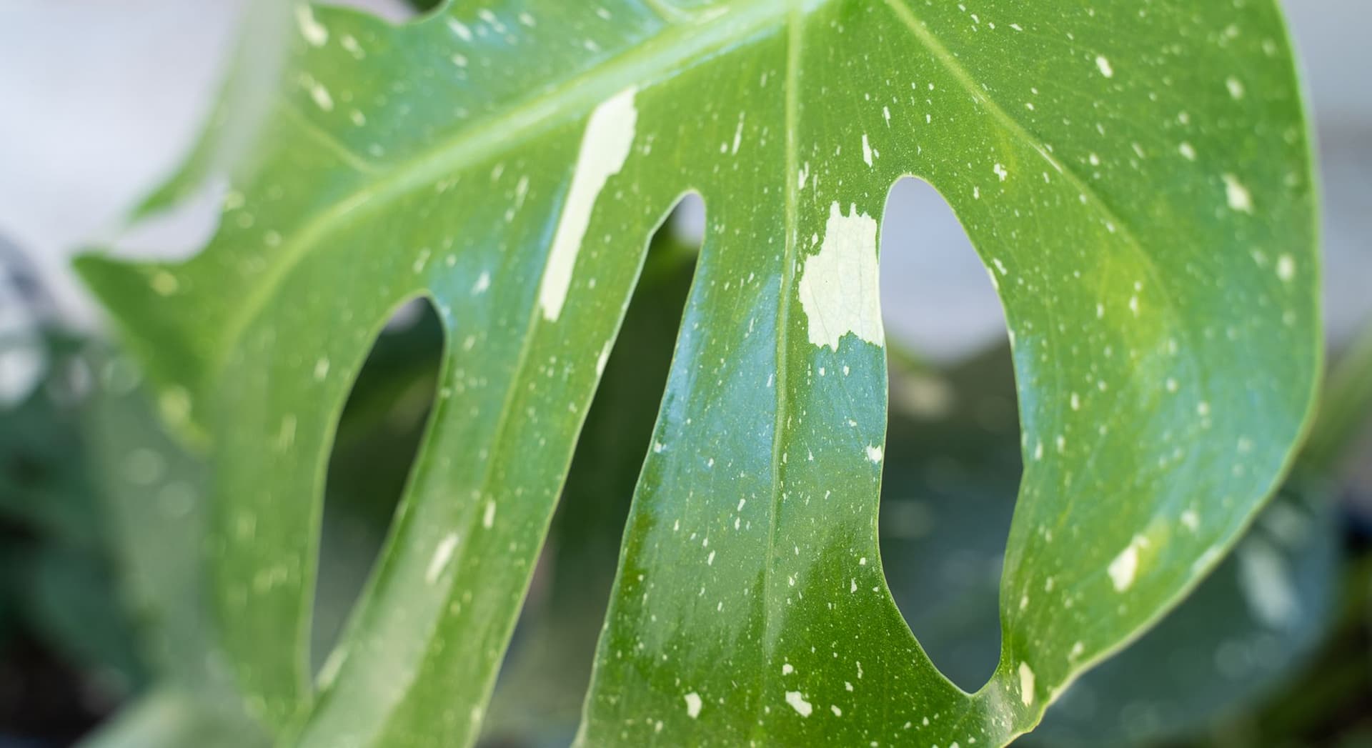 Growing an eCommerce boutique plant brand